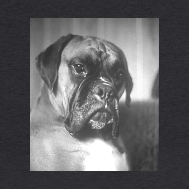 Quino, a boxer by robelf